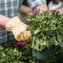 Nurture your passions and plant something new in our raised garden beds. ? Close-up of someone gardening at King's Reserve Sterling apartments in Sterling, VA, featuring gardening gloves and plants.